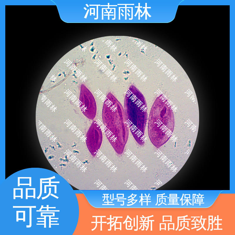 厂家销售 售后无忧 植物切片 细胞清晰 雨林教育