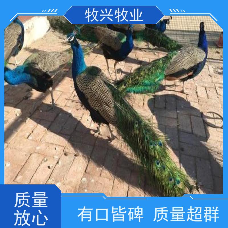 养殖场脱温繁育商品孔雀苗 品种多样