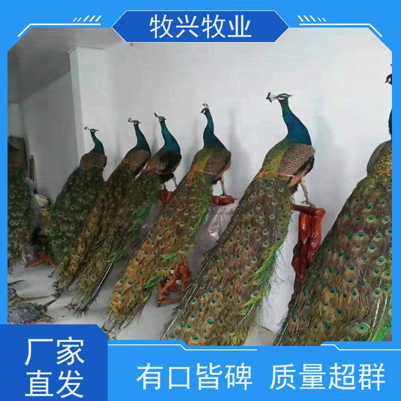 农家乐观赏成年孔雀 暖场氛围感好 