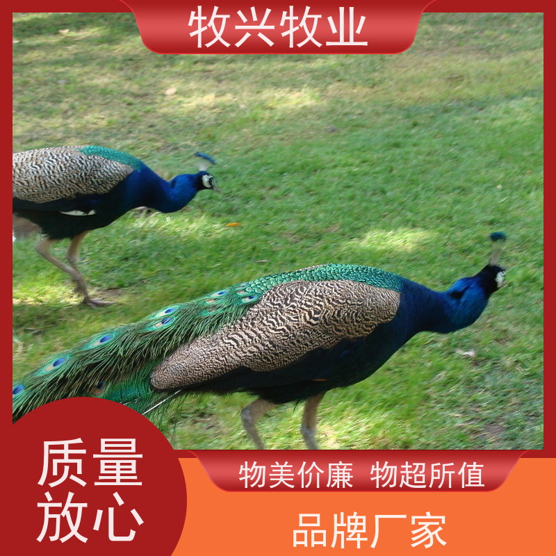 出售孔雀孔雀苗
