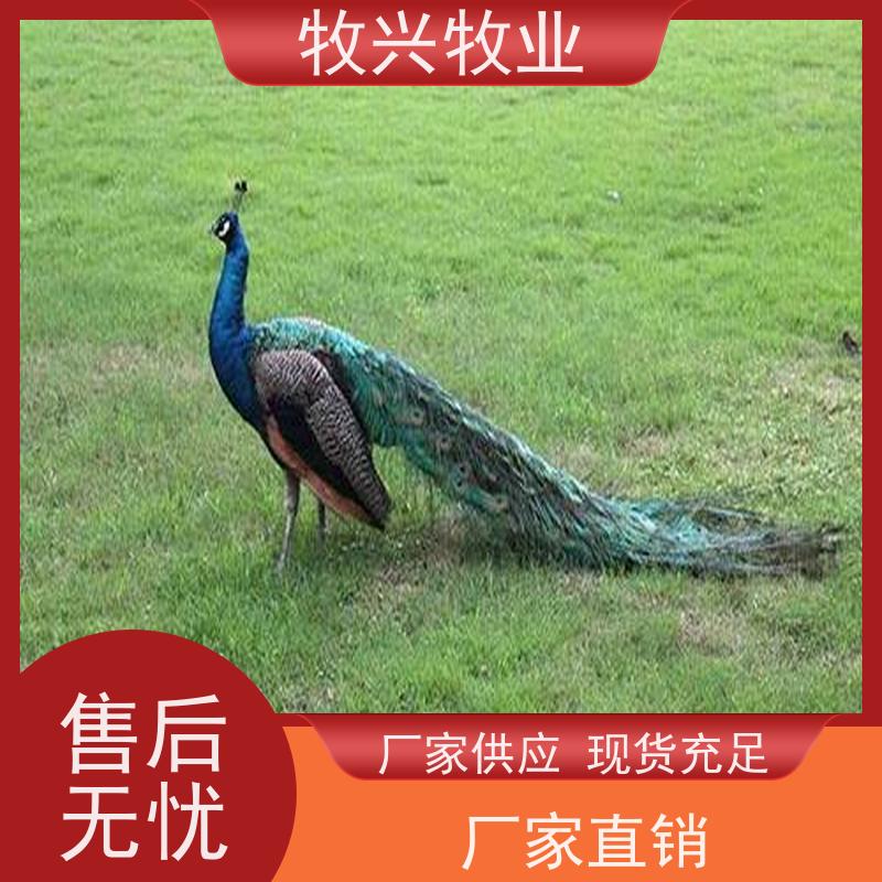出售今年孔雀市场