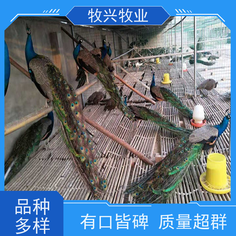 散养开屏大尾巴孔雀养殖 