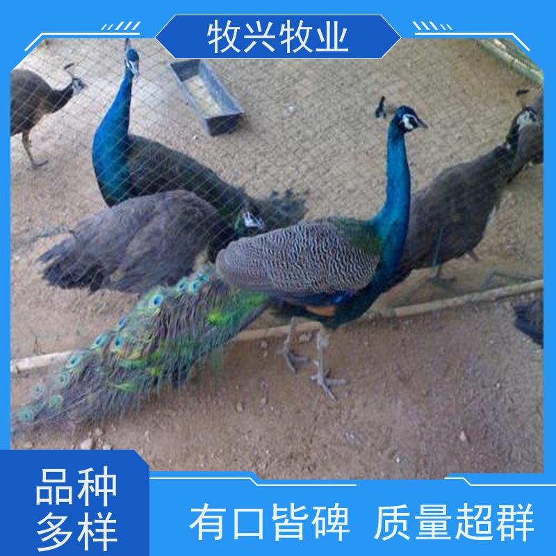 蓝白花孔雀养殖全年供应