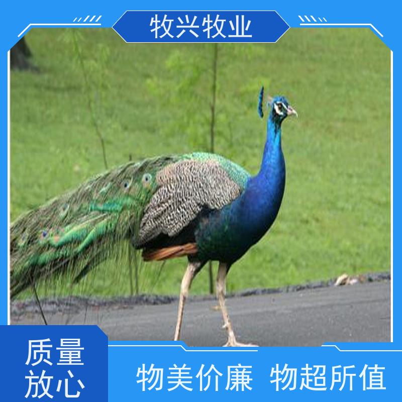 蓝白花孔雀养殖全年供应