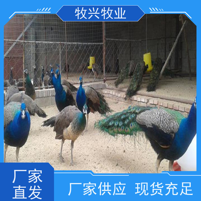 散养成年开屏长尾孔雀租赁 公园景区观赏 外形美观