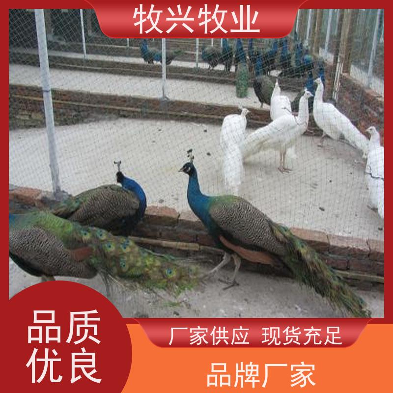 孔雀苗一个出售
