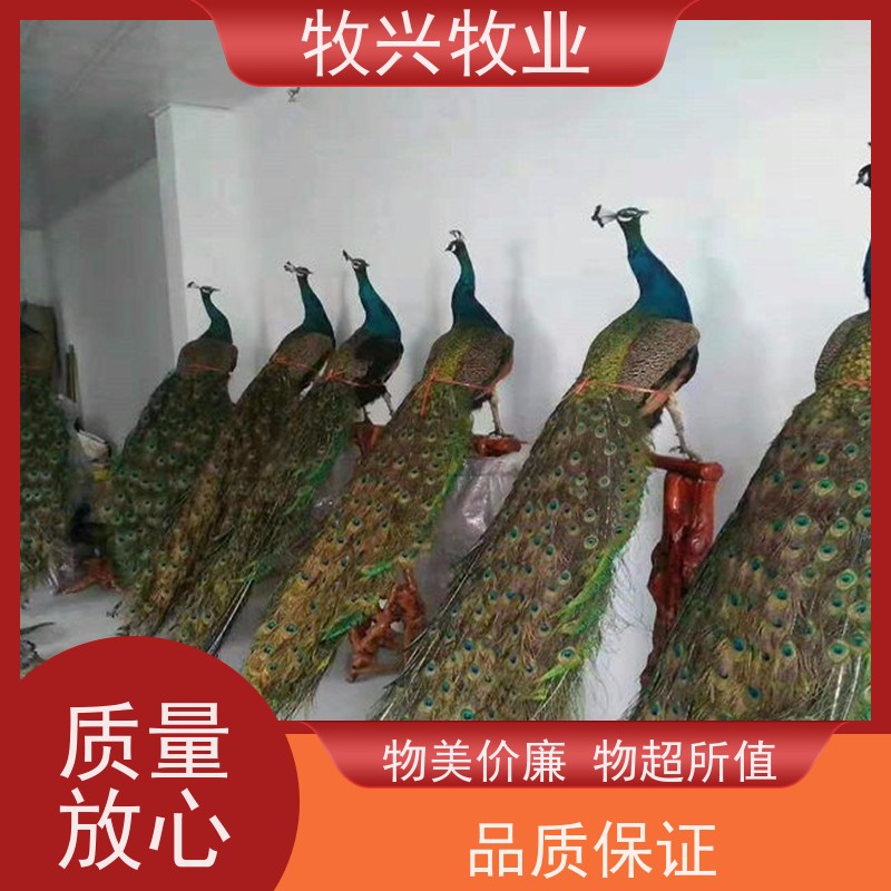 孔雀专卖一批出售