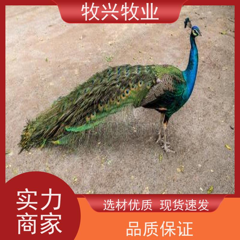 孔雀养殖场出售孔雀苗