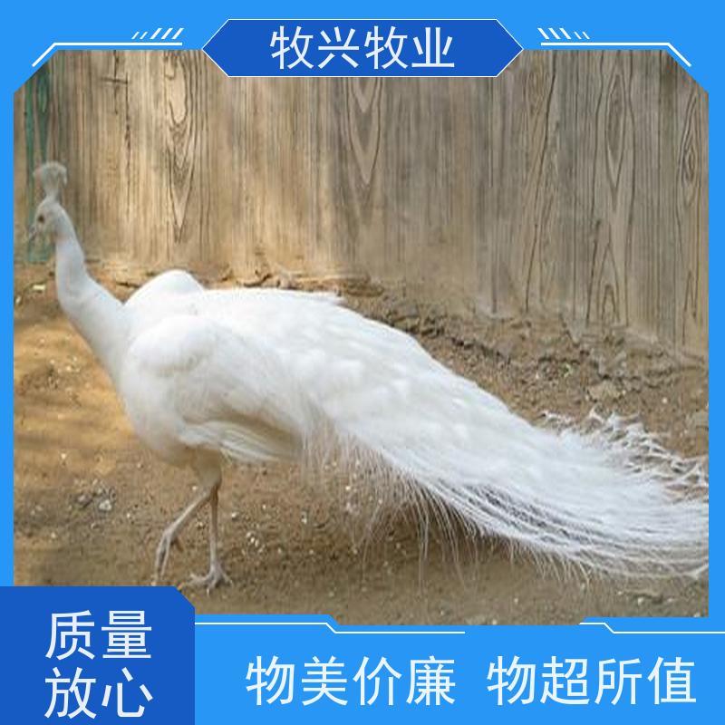 蓝色的孔雀出售开屛