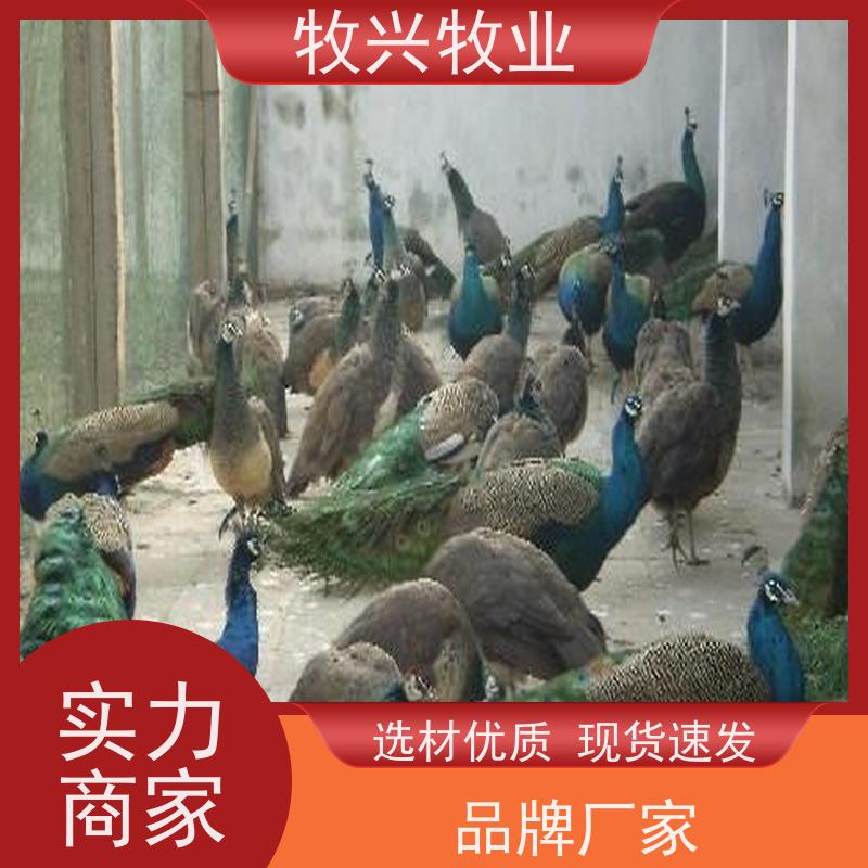 孔雀今年买卖价钱