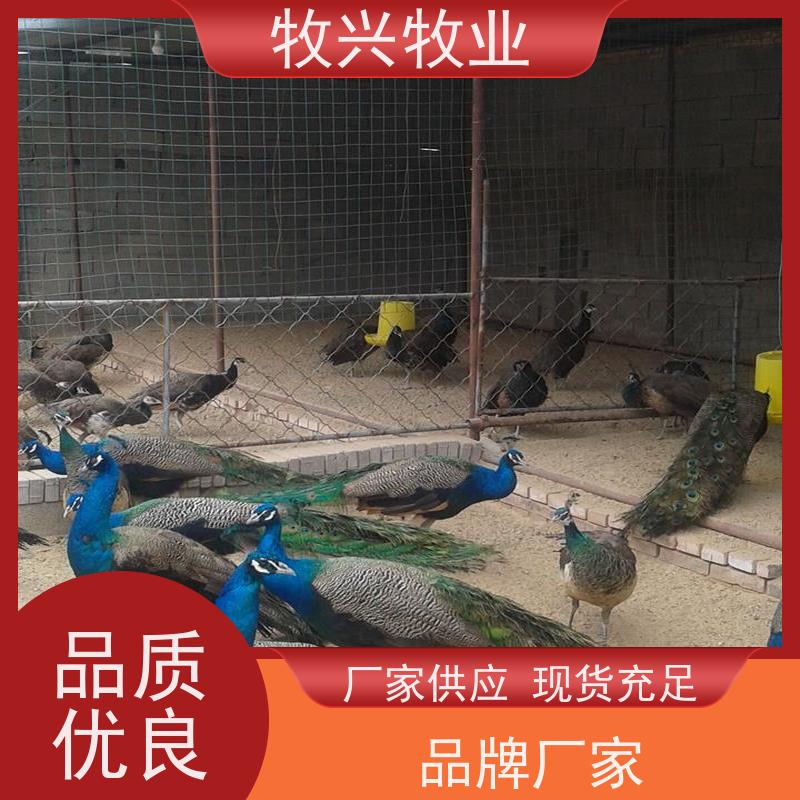 出售孔雀孔雀蛋