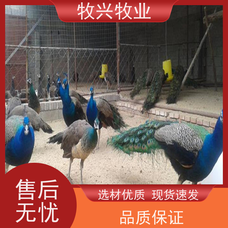 孔雀专卖一对出售