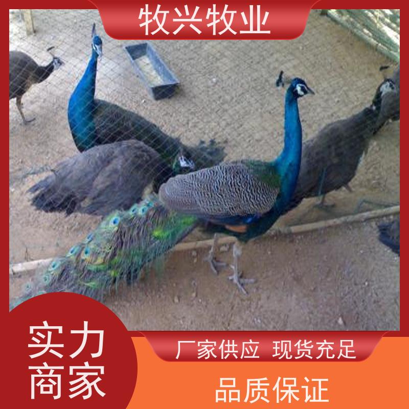 孔雀大小开屛孔雀