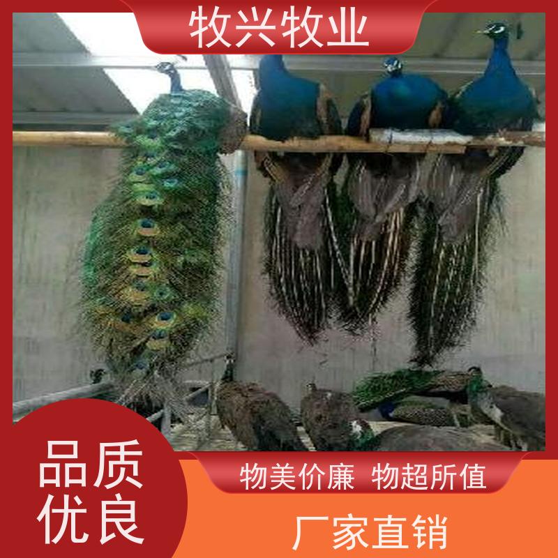 出售孵化孔雀蛋
