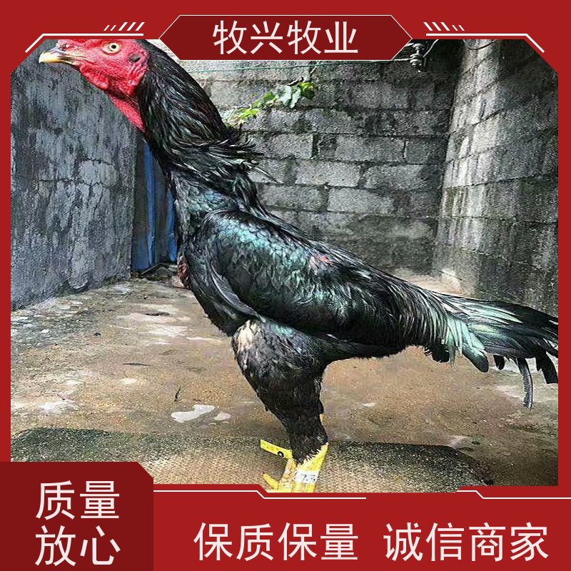 和田一对斗鸡出售