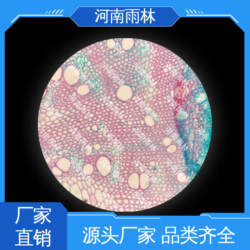切片安全 显微标本 个性化定做 可定制 雨林教育工程