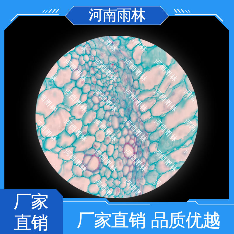 教学切片 可后期加工 颜色鲜亮 个性化定做 雨林