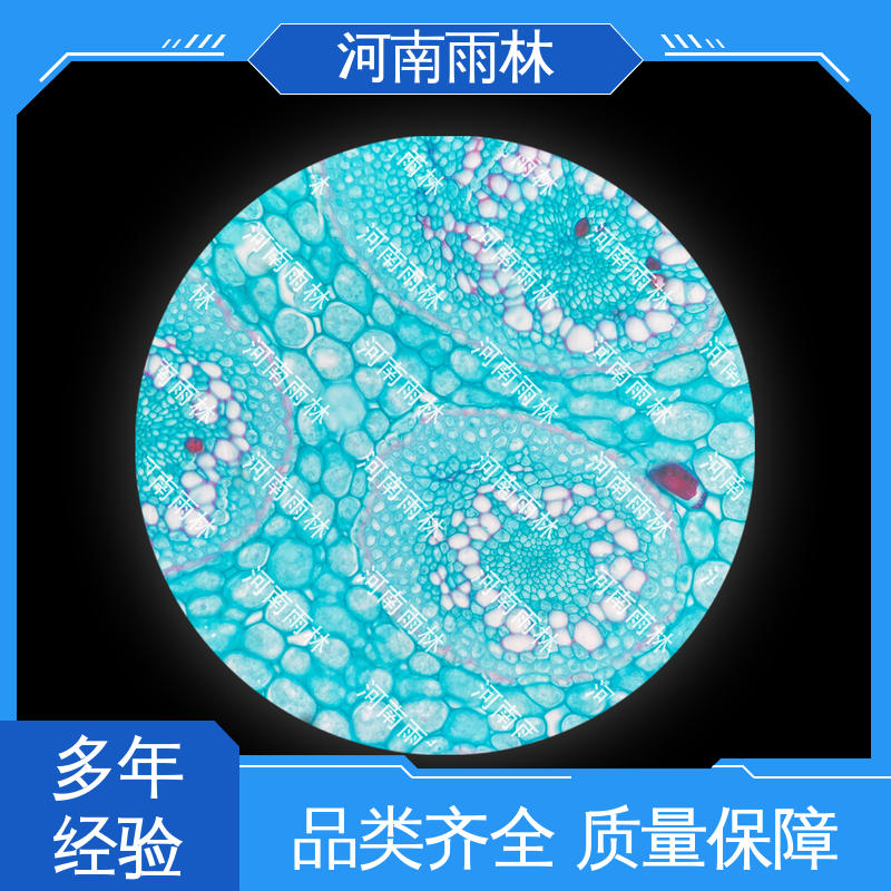 可后期加工 显微切片 个性化定做 细胞清晰 雨林