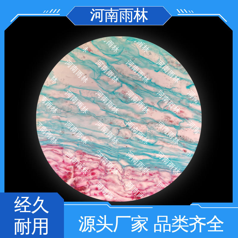 实验标本 专业 细胞清晰 可提供材料 雨林教育工程