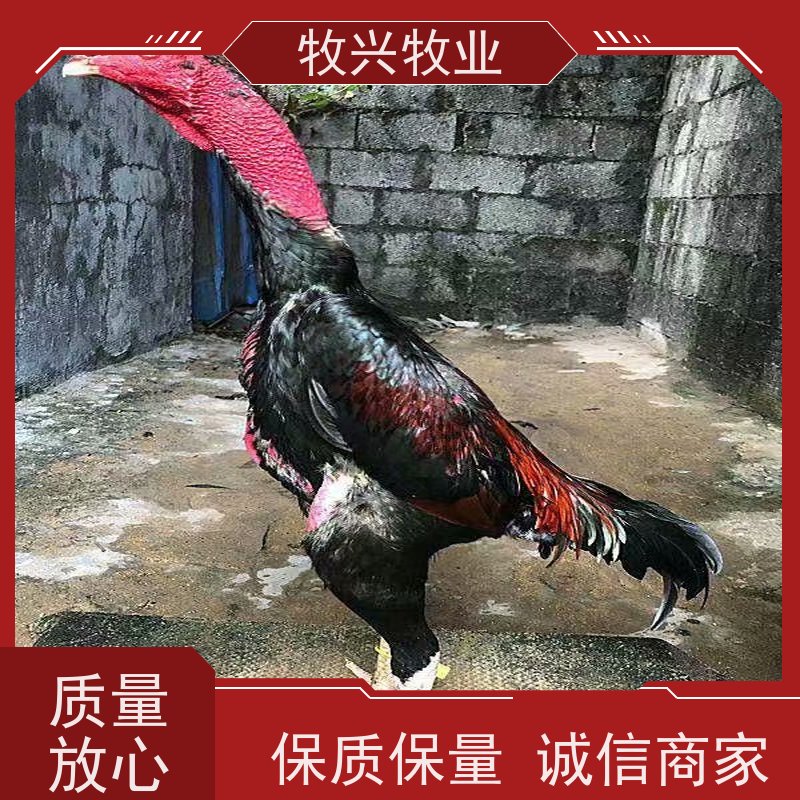 昆明批发斗鸡出售鸡苗 