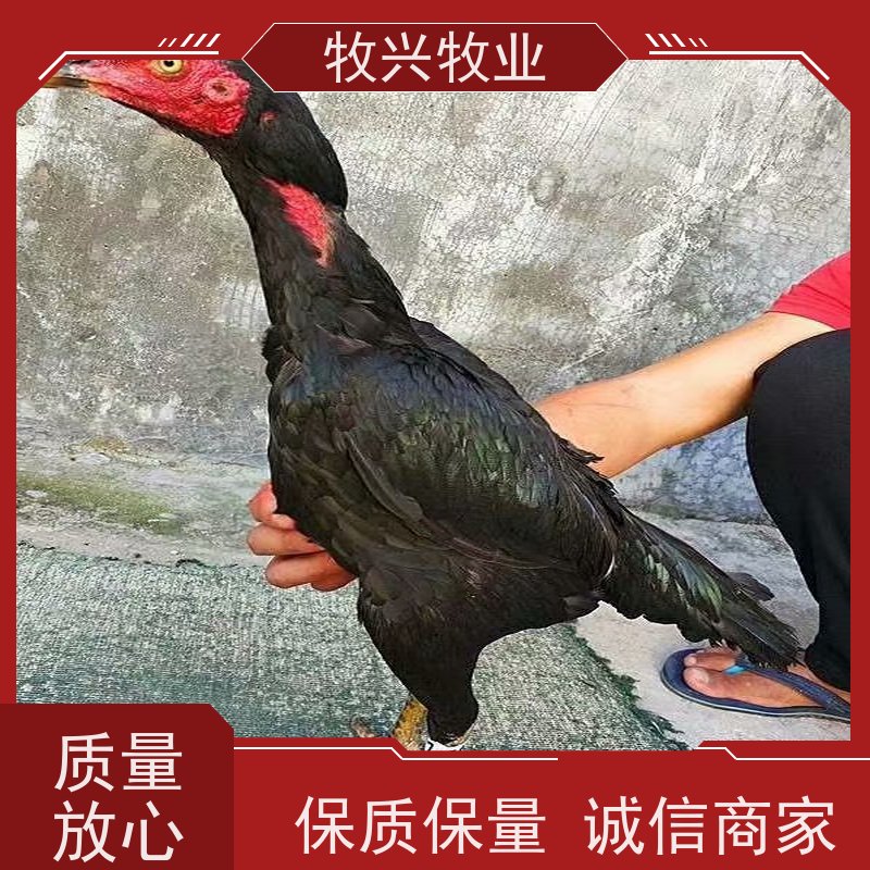 南昌斗鸡大小出售
