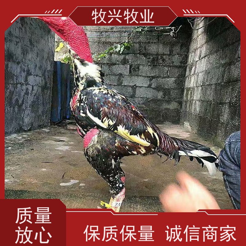 缧河一批斗鸡出售