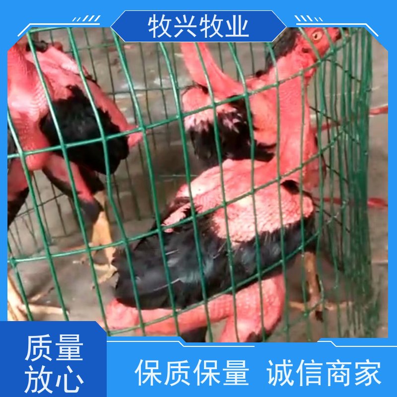 泸州斗鸡一批出售一对