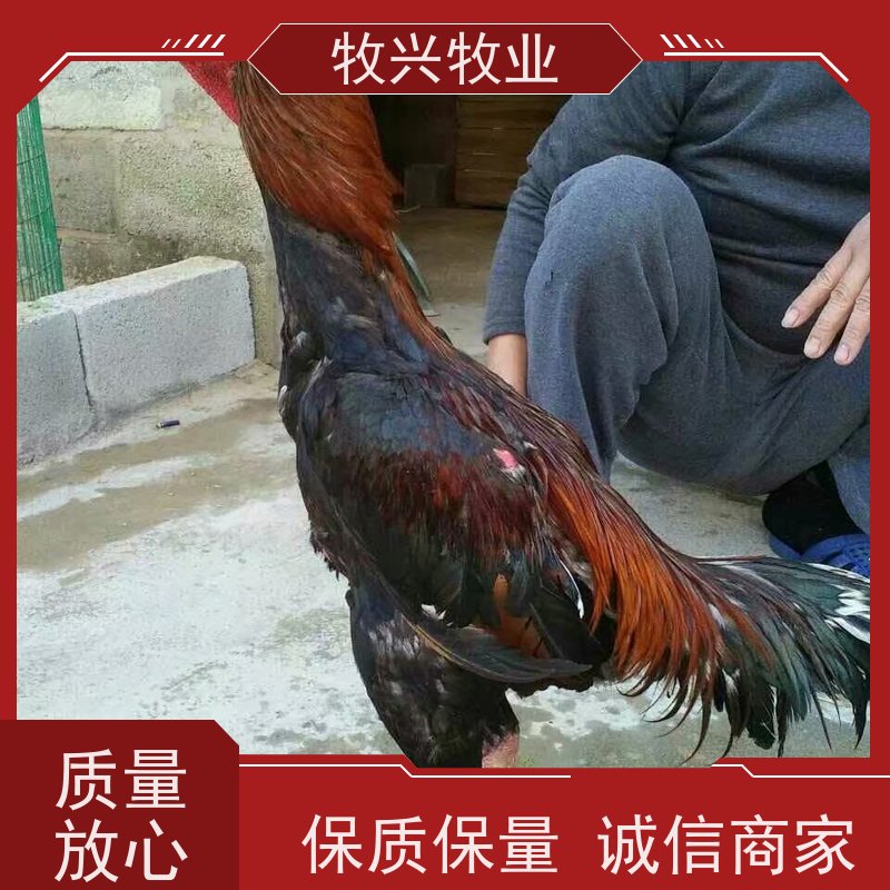 缧河小斗鸡苗批发