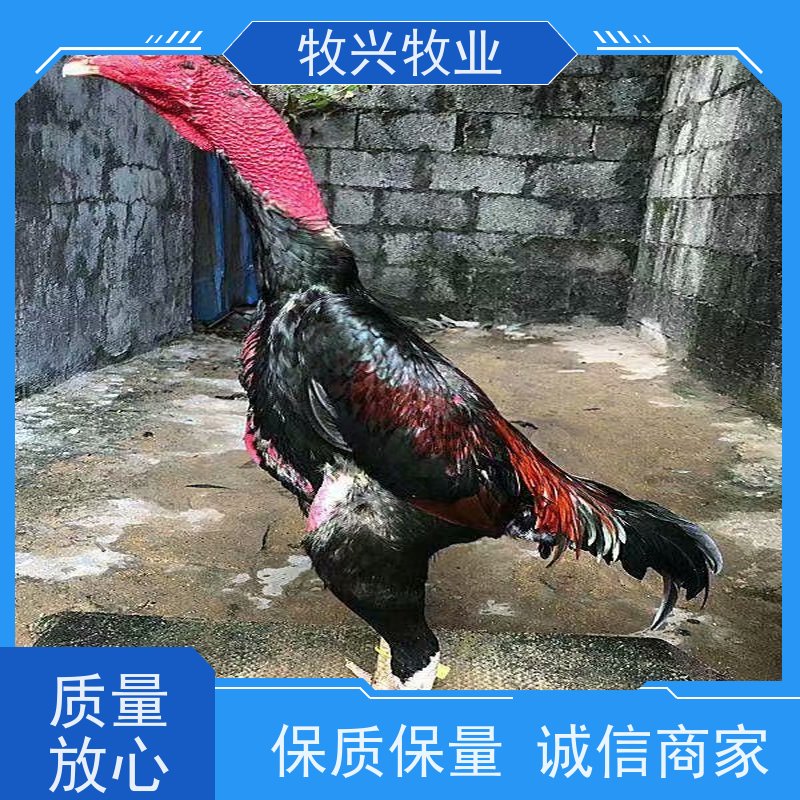 淮南买卖斗鸡市场