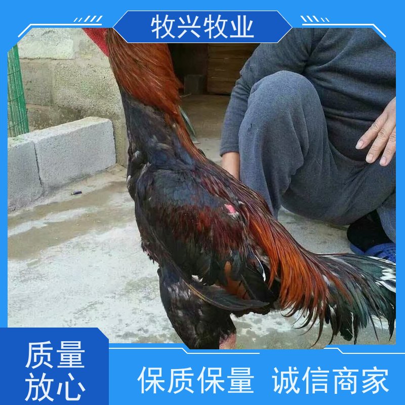 南昌斗鸡大小出售
