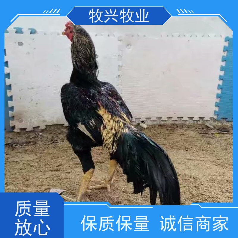 西双版纳泰国斗鸡比赛 