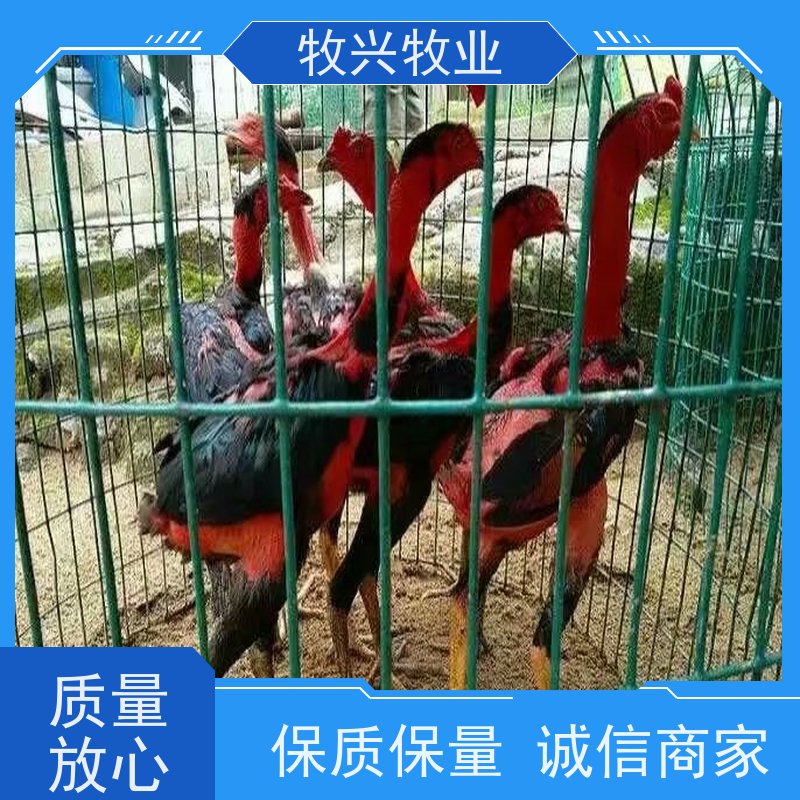郸城县批发纯种斗鸡鸡苗