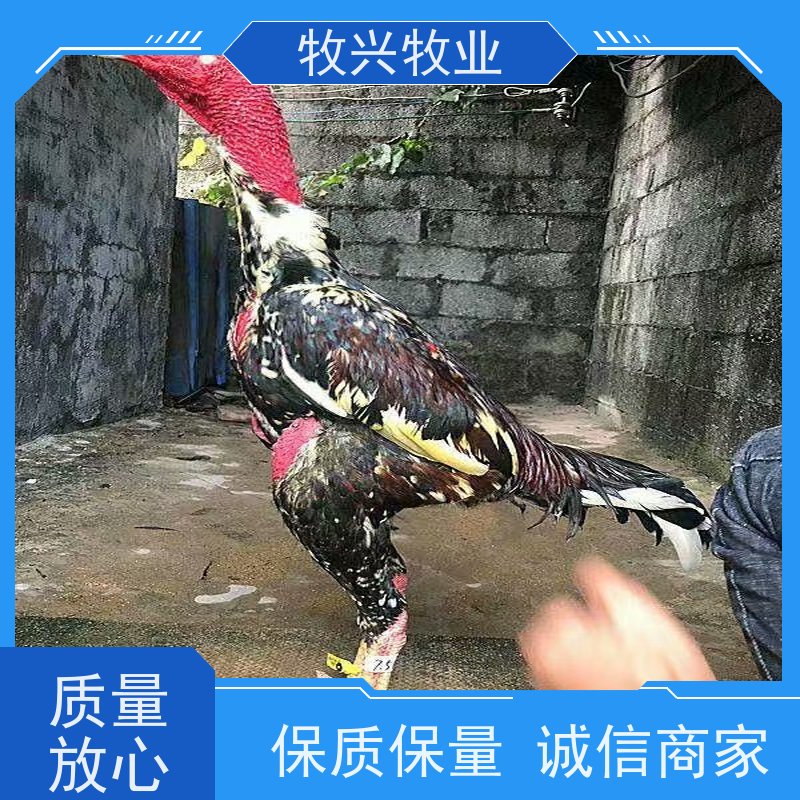 大同市斗鸡样子 