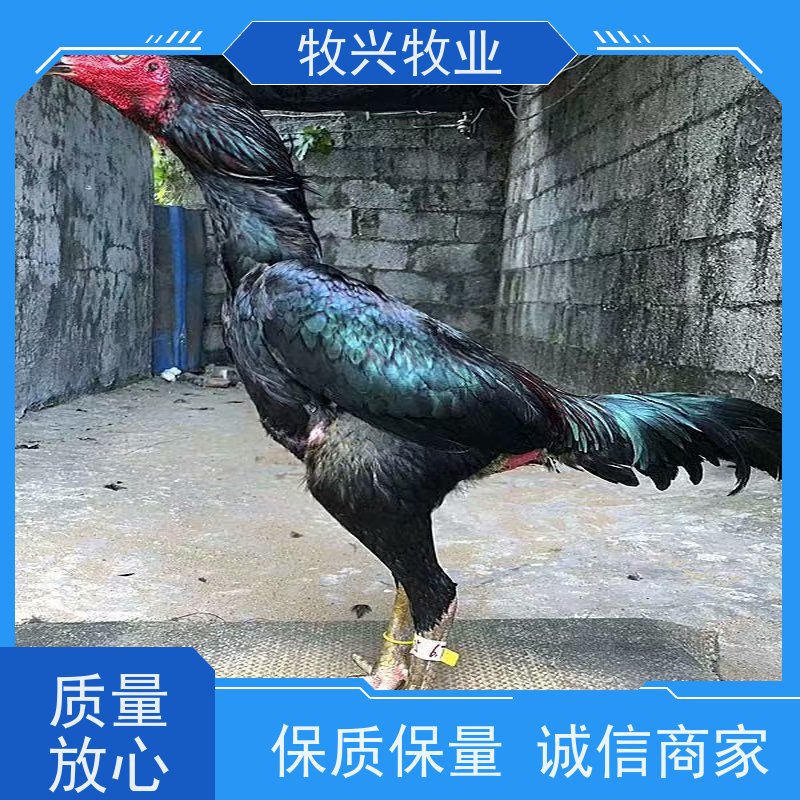 出售纳雍县斗鸡苗