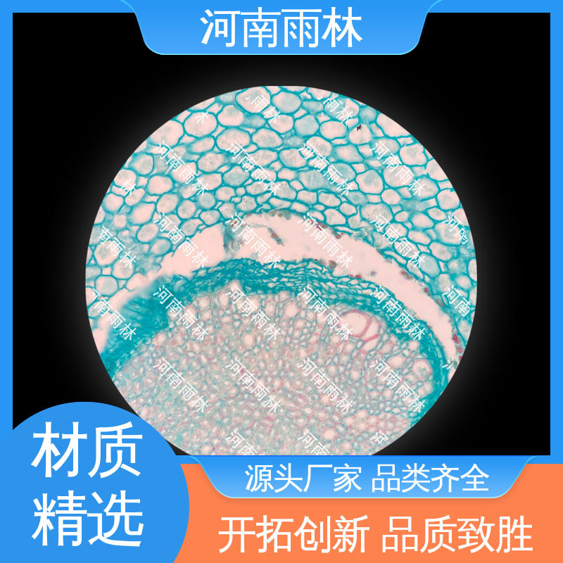 雨林教育工程 可定制 显微切片 厂家销售 品质优良