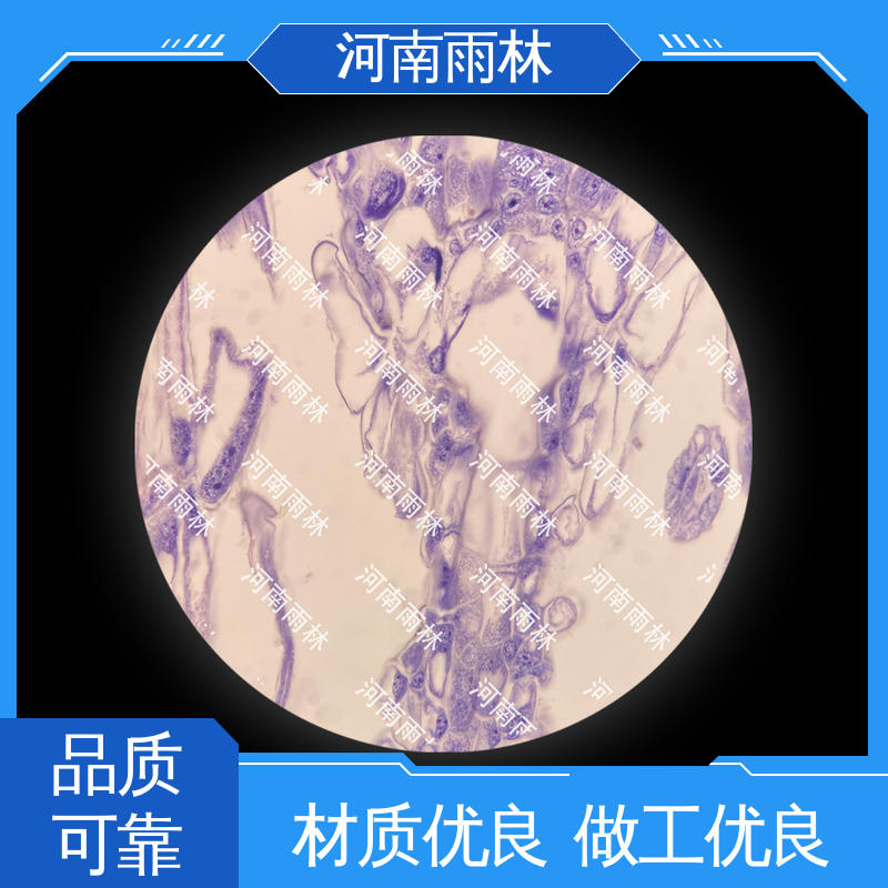 教学切片 可提供材料 个性化定做 质量保障 雨林教育