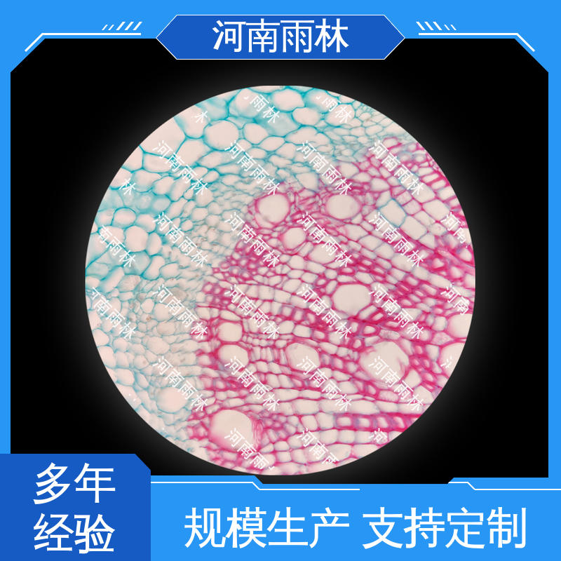 显微切片 源头工厂 可定制 质量保障 雨林教育工程