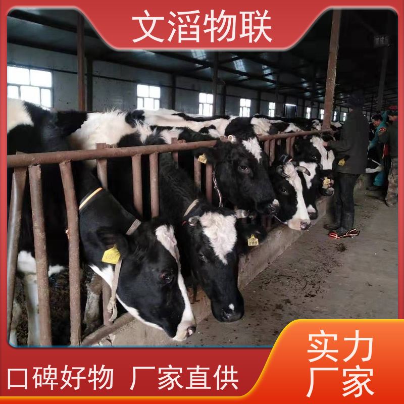 文滔物联 畜牧B超 项圈GPS定位发情监测 生产厂家 