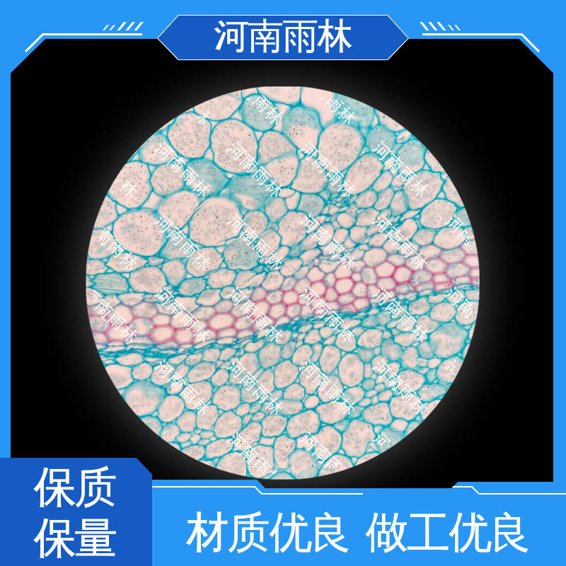 性价比高 源头工厂 病害标本 细胞清晰 雨林教育工程