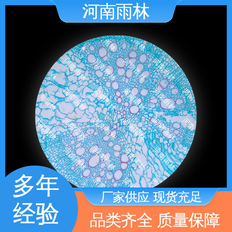 可后期加工 各类标本 品质优良 支持定制 雨林教育工程