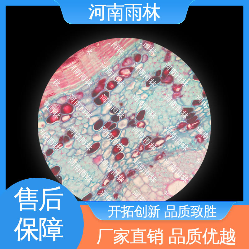 雨林 显微切片 可提供材料 支持定制 一对一质检
