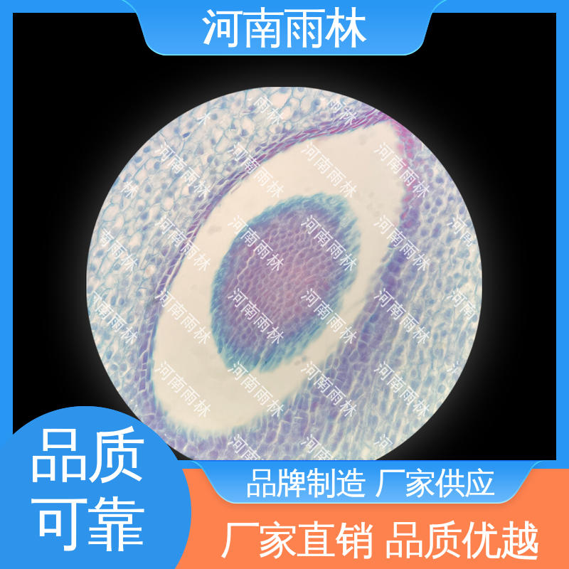 专业 售后无忧 颜色鲜亮 植物标本 雨林教育工程