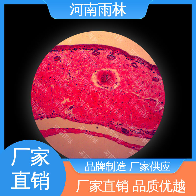 雨林教育工程 质量保障 厂家销售 可后期加工 各类标本