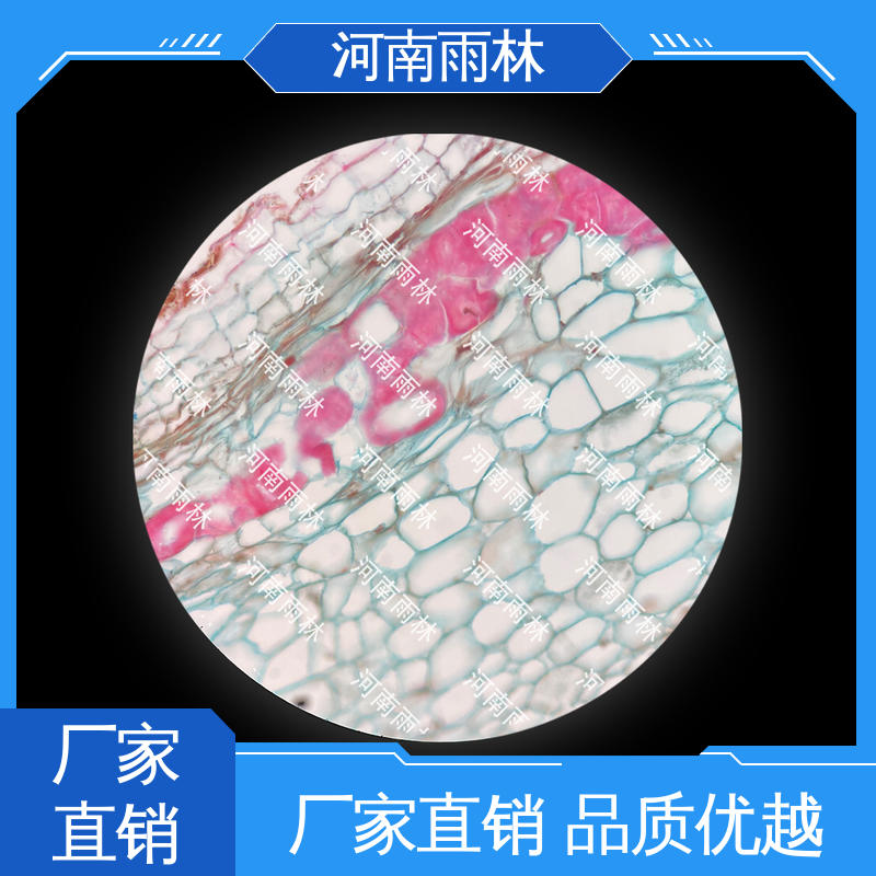 雨林教育 支持定制 一对一质检 可后期加工 教学切片