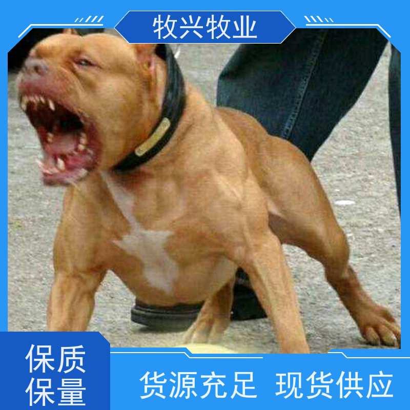 常州哈士奇一只价钱 