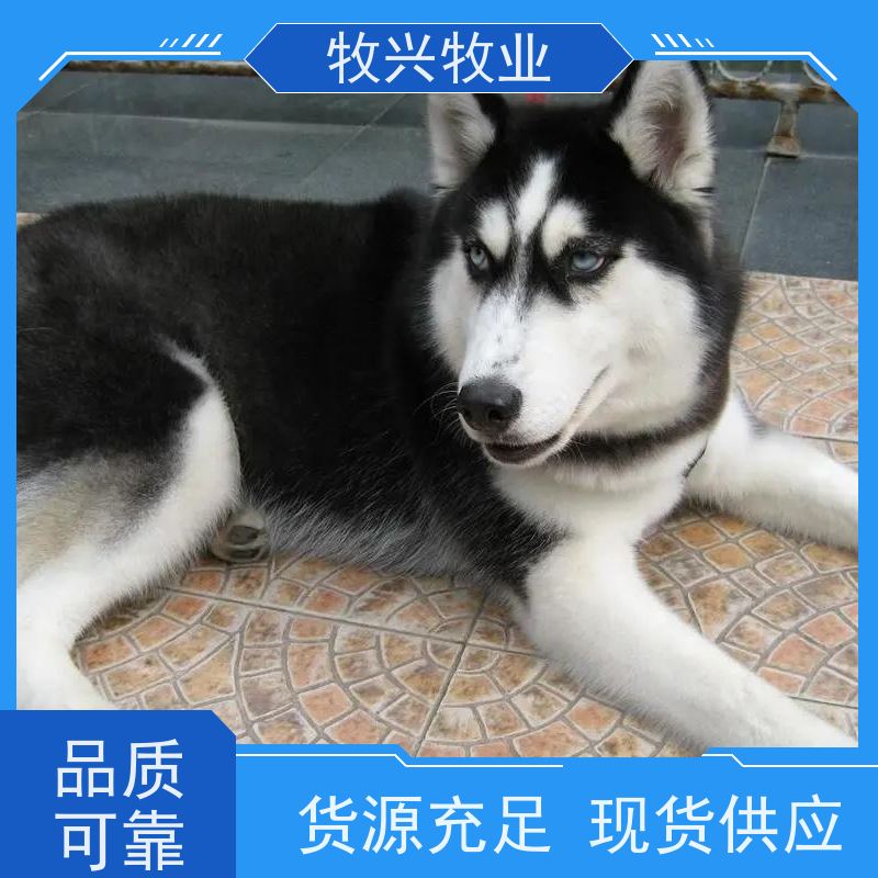 三明观赏博美犬批发