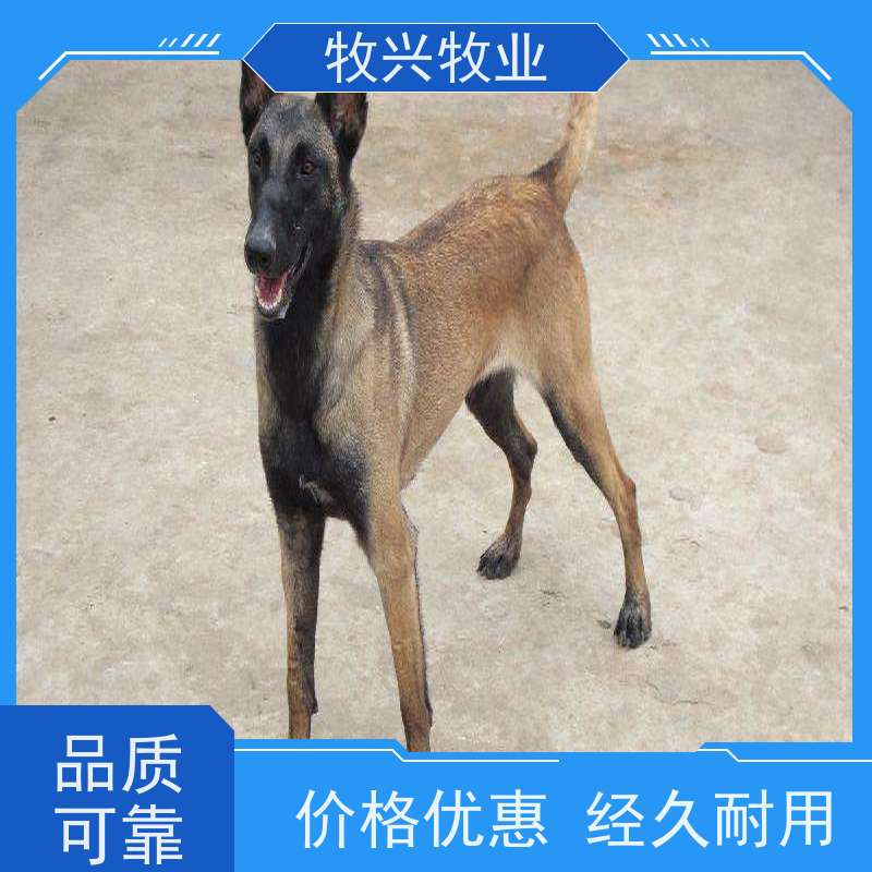广西博美犬一对批发