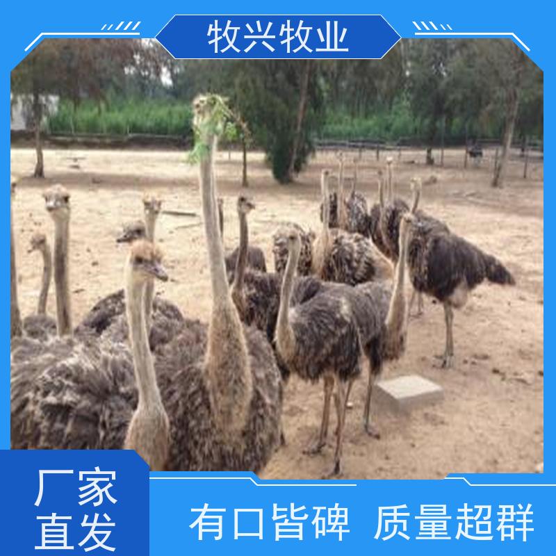 贵阳批发一年观赏孔雀