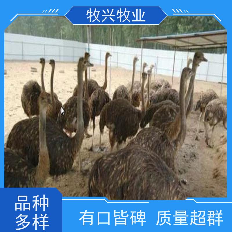 许昌出售一个月鸵鸟价钱 