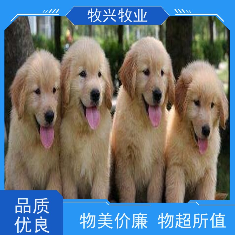 江苏专卖马犬宠物狗 